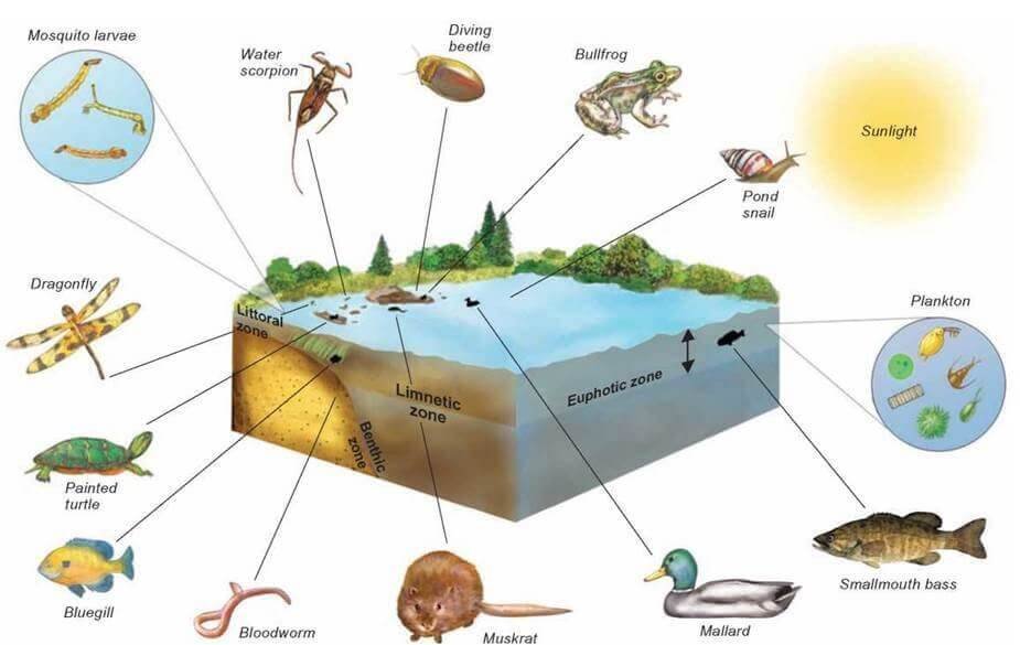 Aquatic Ecosystem